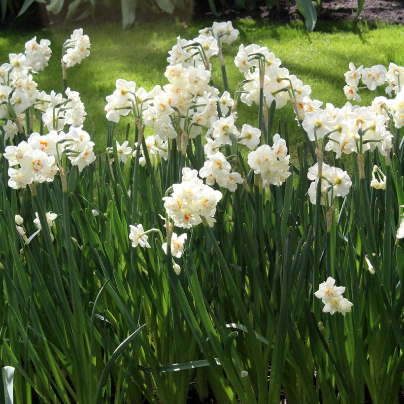 Narcissus Abba - Daffodil (Flowering)