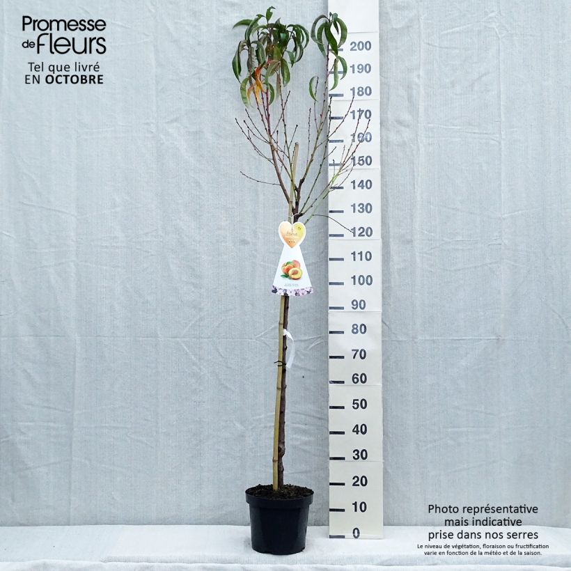 Nectarinier Flavor Top - Prunus persica nucipersica Demi-tige en pot de 7,5l/10l sample as delivered in autumn