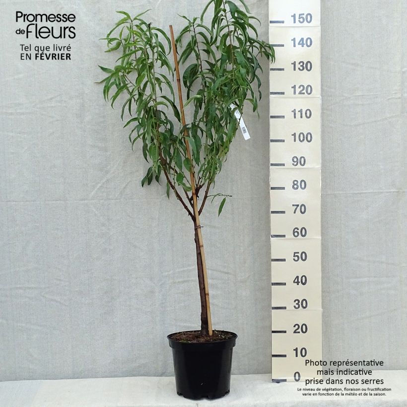 Nectarinier Morton Pot de 7,5L/10L sample as delivered in autumn