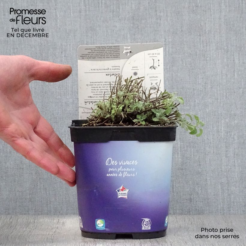 Nepeta mussinii (racemosa) - Chataire en pot de 2/3 litres sample as delivered in winter