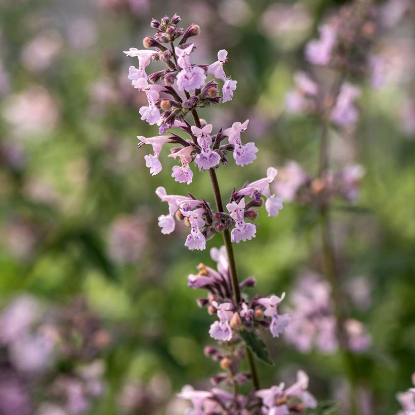 Nepeta racemosa Amelia - Catnip (Flowering)