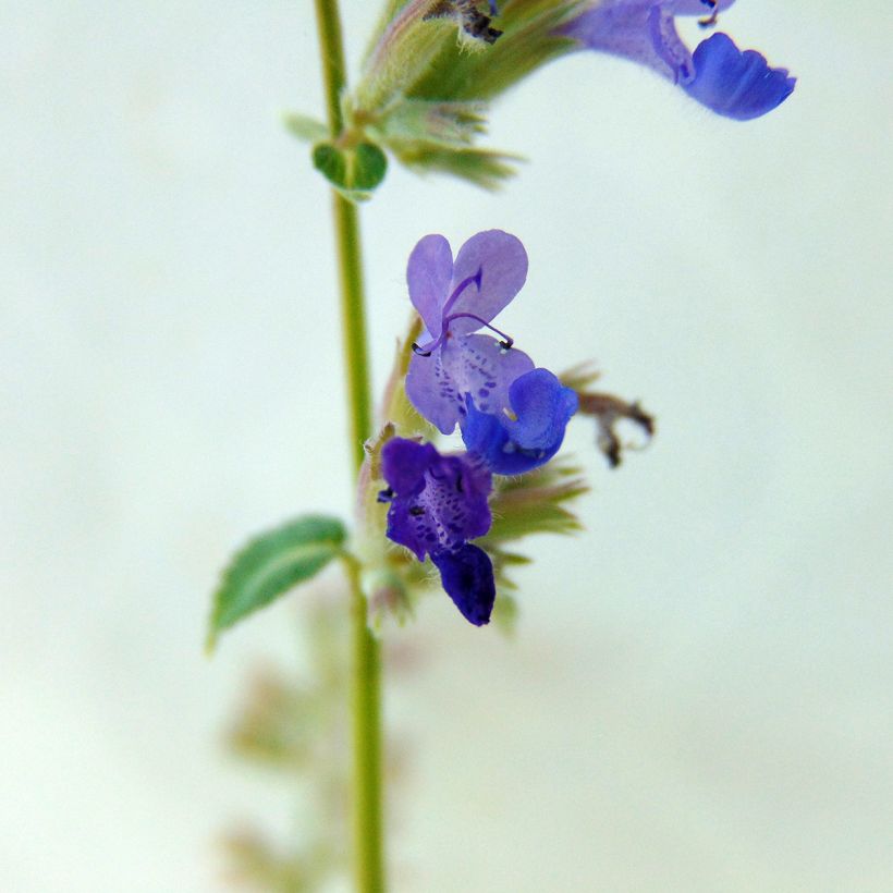 Nepeta racemosa Grog - Catnip (Flowering)