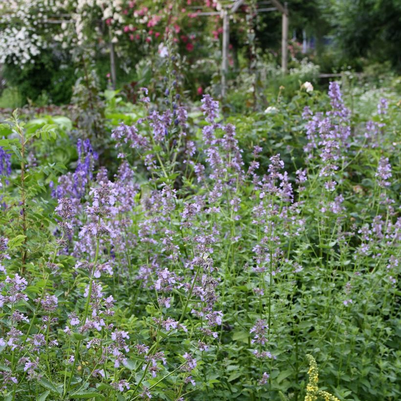 Nepeta subsessilis - Catnip (Plant habit)