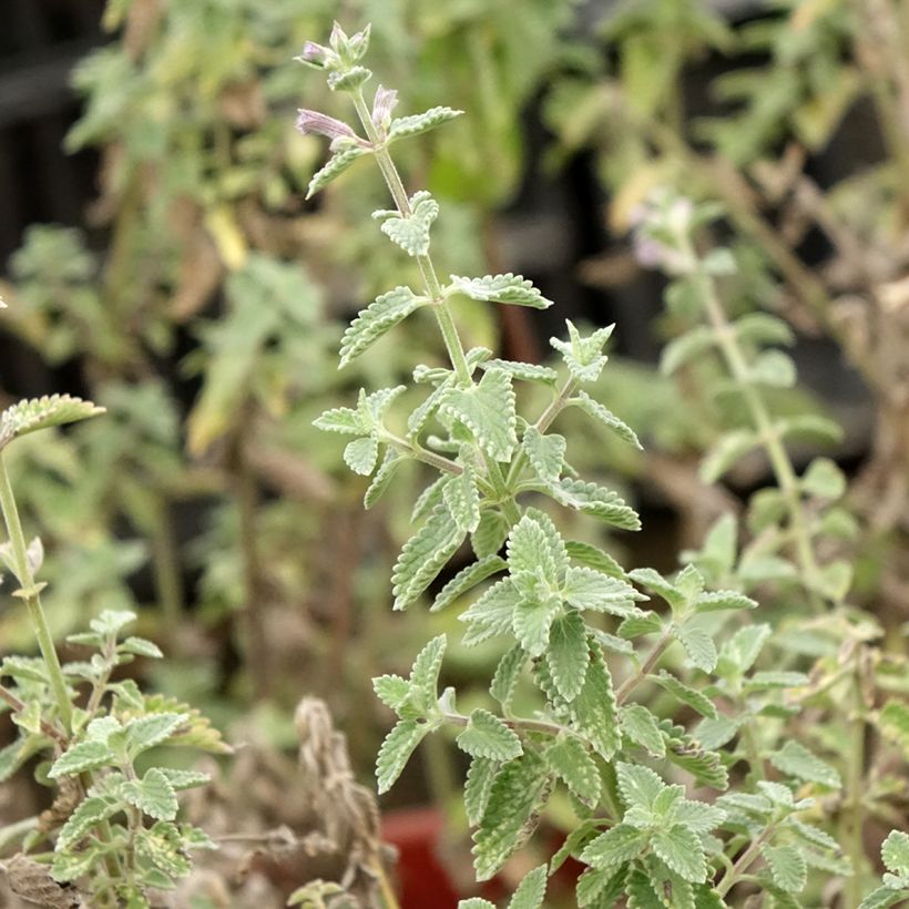 Nepeta faassenii Dropmore - Catnip (Foliage)