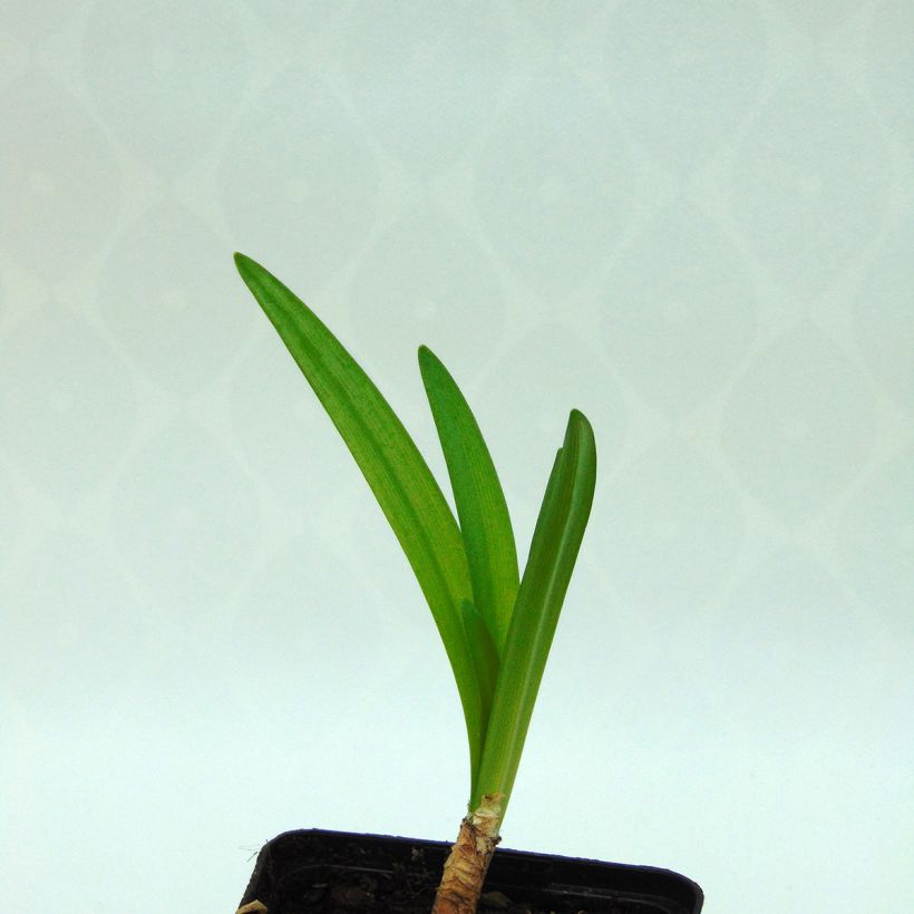 Nerine Blanche (Foliage)