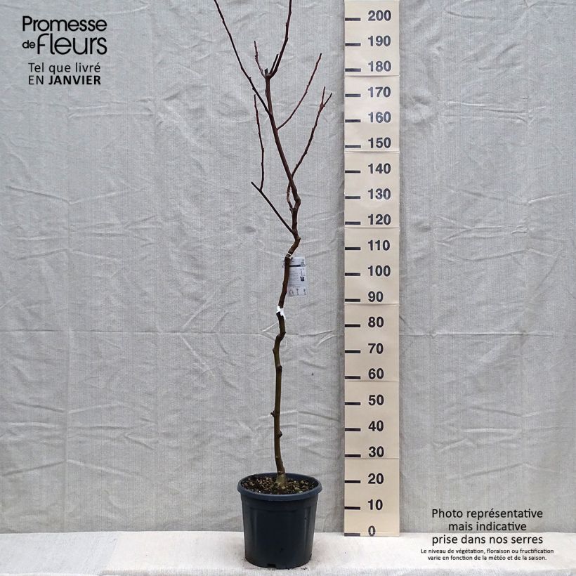 Noyer commun - Juglans regia Chandler Pot de 10L sample as delivered in winter