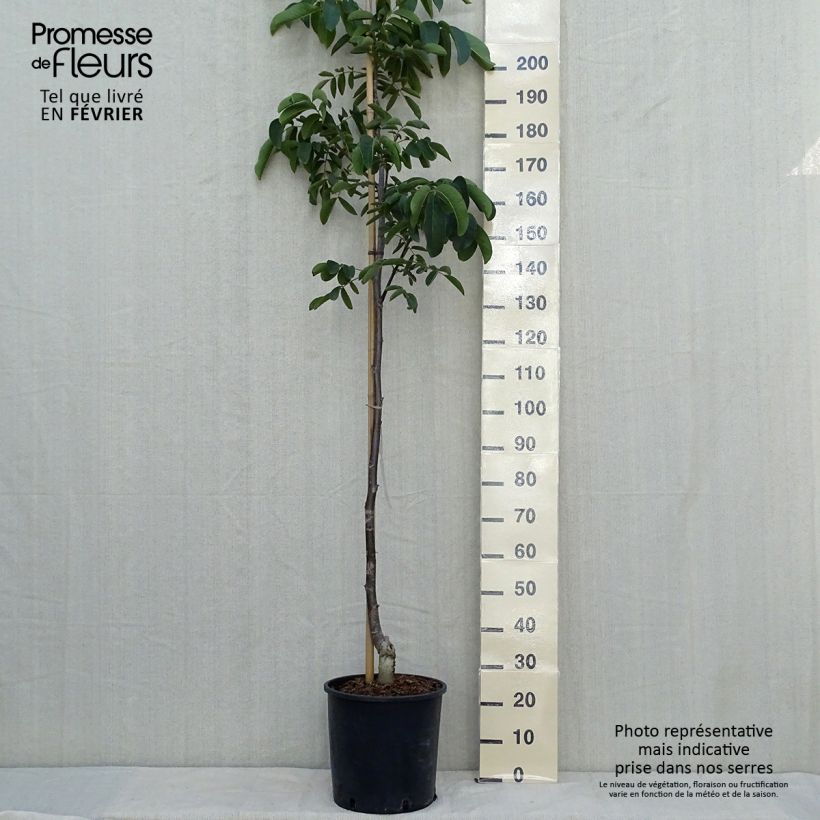 Noyer commun Weinsberg 1 - Juglans regia Pot de 18L/20L sample as delivered in autumn