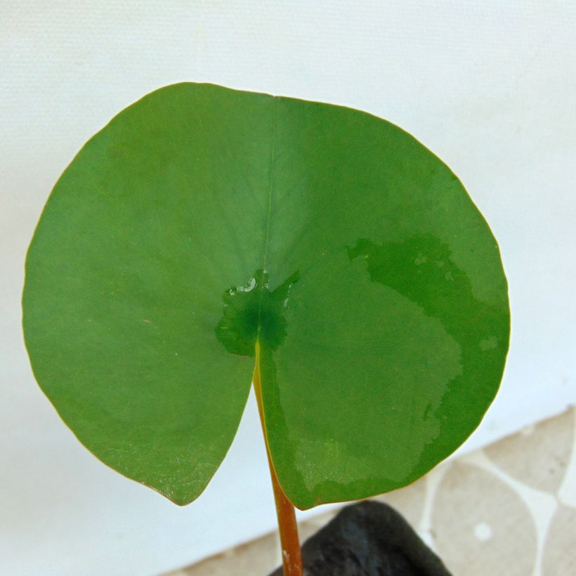 Nymphaea Colonel A.J. Welch - Water Lily (Foliage)