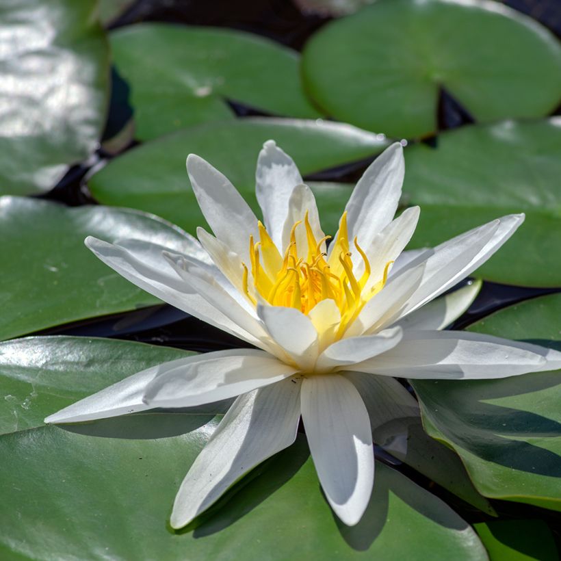 Nymphaea Hermine (Flowering)