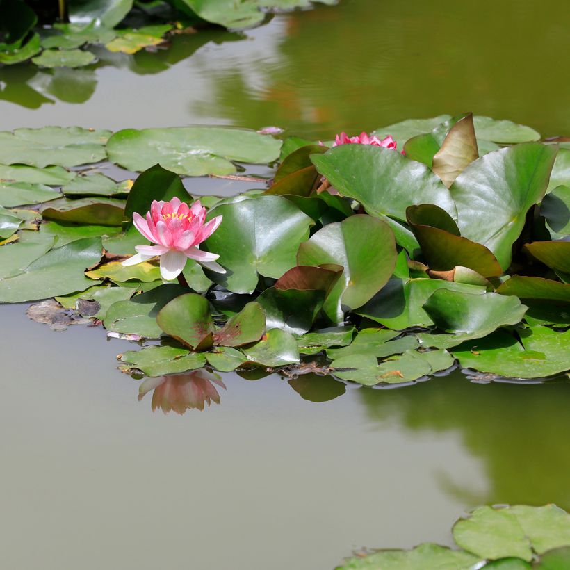 Nymphaea Rose Arey - Water Lily (Plant habit)