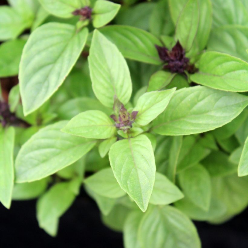 Thai Basil - Ferme de Sainte Marthe Seeds (Foliage)