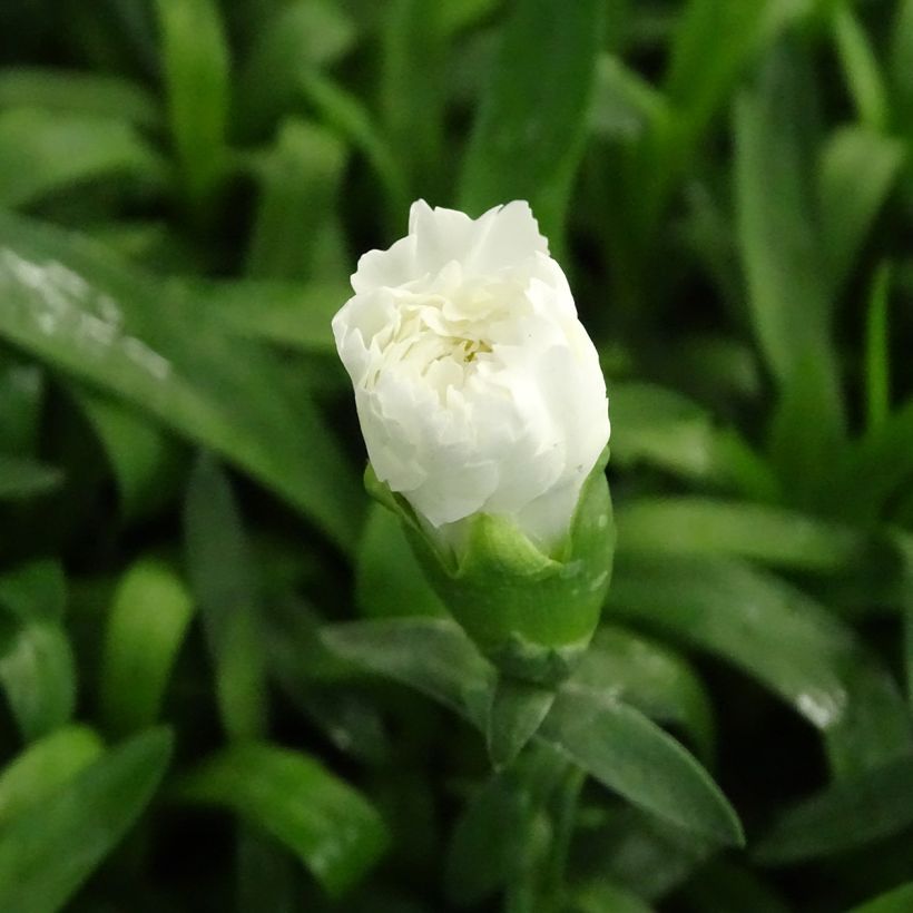 Dianthus Sunflor Cosmos (Flowering)