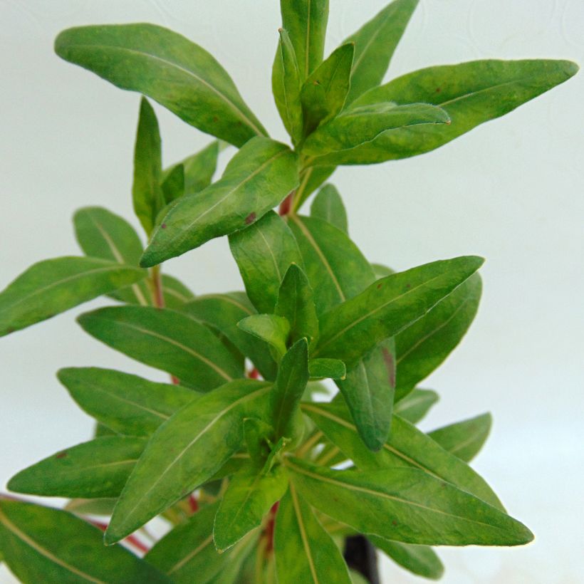 Oenothera fruticosa Sonnenwende - Evening Primrose (Foliage)