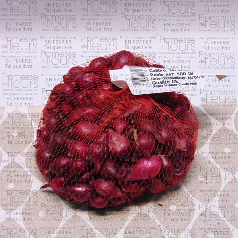 Example of Oignon Red Karmen (rouge) - Sac de 500g BIO specimen as delivered