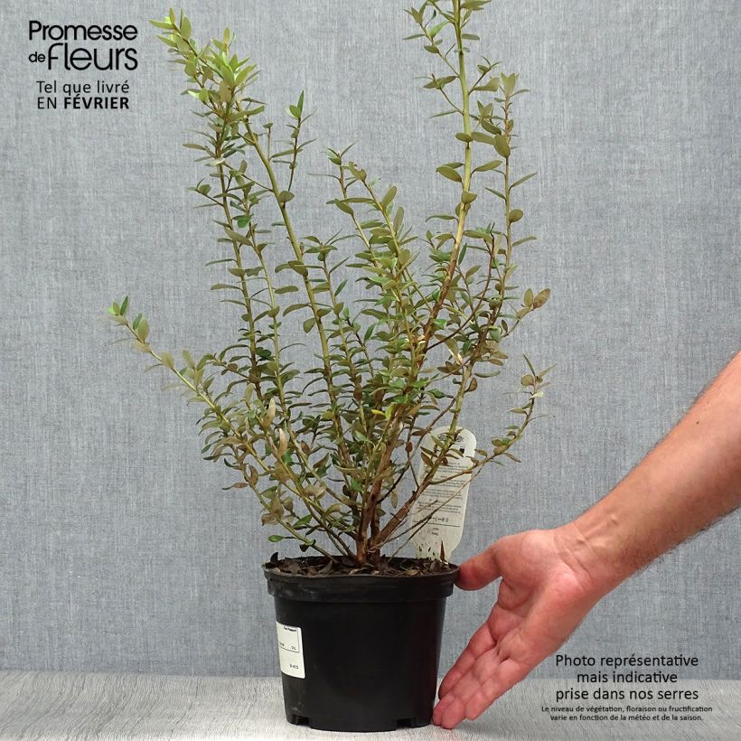 Olearia (x)  haastii - Aster en arbre Pot de 2L/3L sample as delivered in autumn