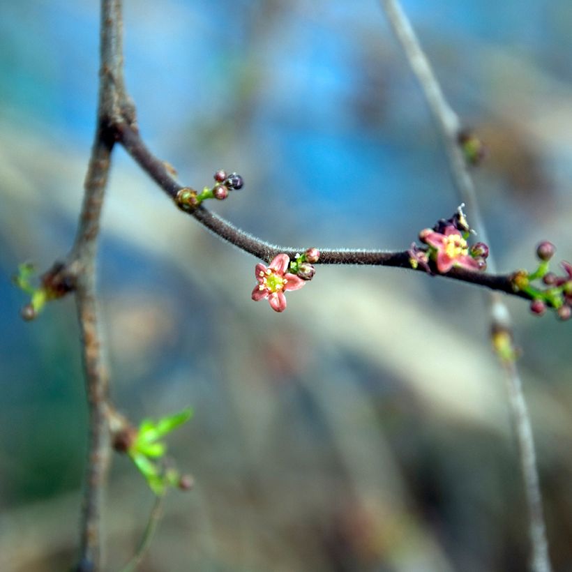 Operculicarya decaryi (Flowering)