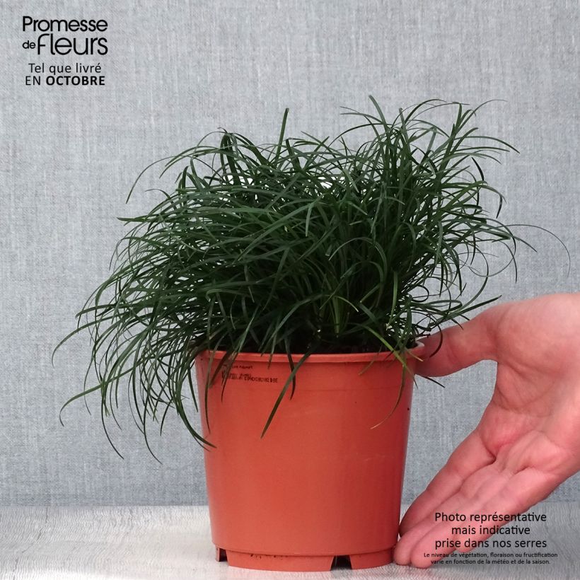 Ophiopogon chingii - Herbe aux turquoises - pot de 1L/1.5L sample as delivered in autumn