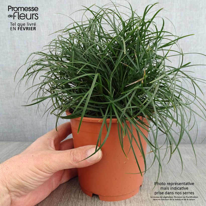 Ophiopogon chingii - Herbe aux turquoises - pot de 1L/1.5L sample as delivered in winter