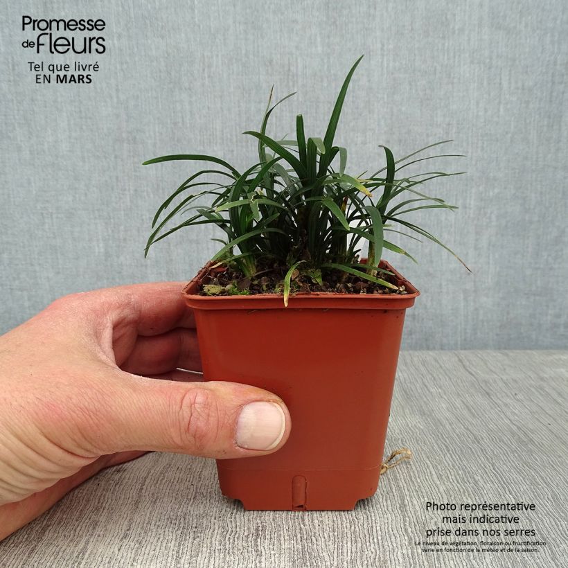 Ophiopogon japonicus Minor - Barbe de serpent ou Herbe aux turquoises Godet de 8/9 cm sample as delivered in spring