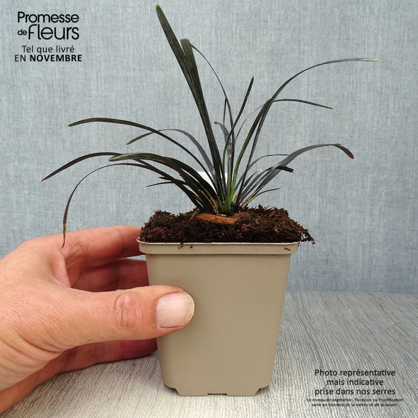 Ophiopogon planiscapus Nigrescens en godet de 9cm sample as delivered in autumn