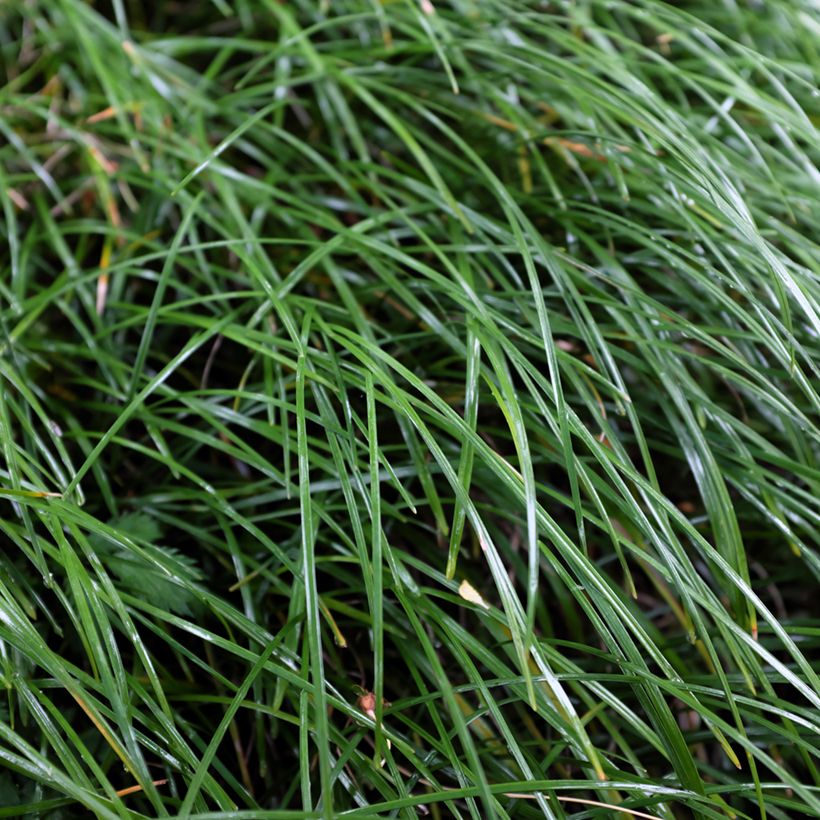 Ophiopogon planiscapus Olivaceus (Foliage)