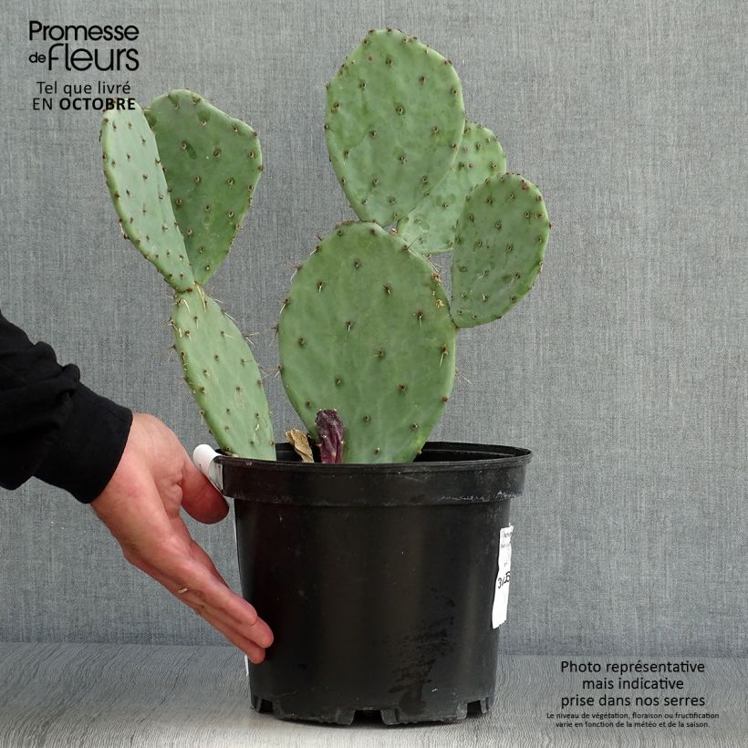 Opuntia Alta - Cactus Pot de 4L/5L sample as delivered in autumn