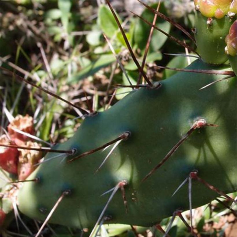 Opuntia anacantha - Prickly Pear (Foliage)