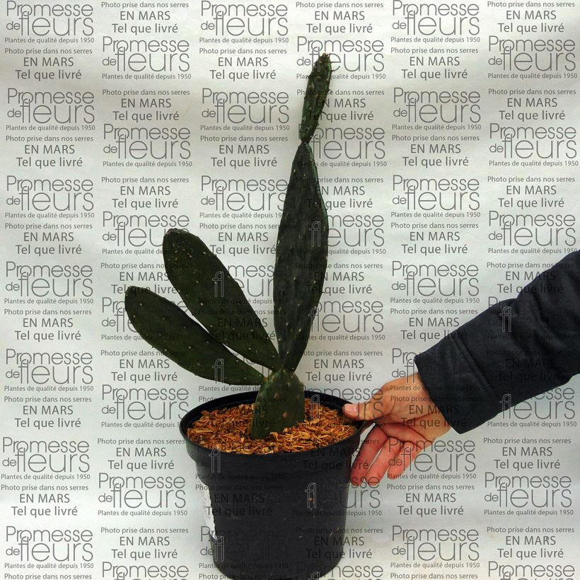 Example of Opuntia anacantha - Oponce Pot de 4L/5L specimen as delivered