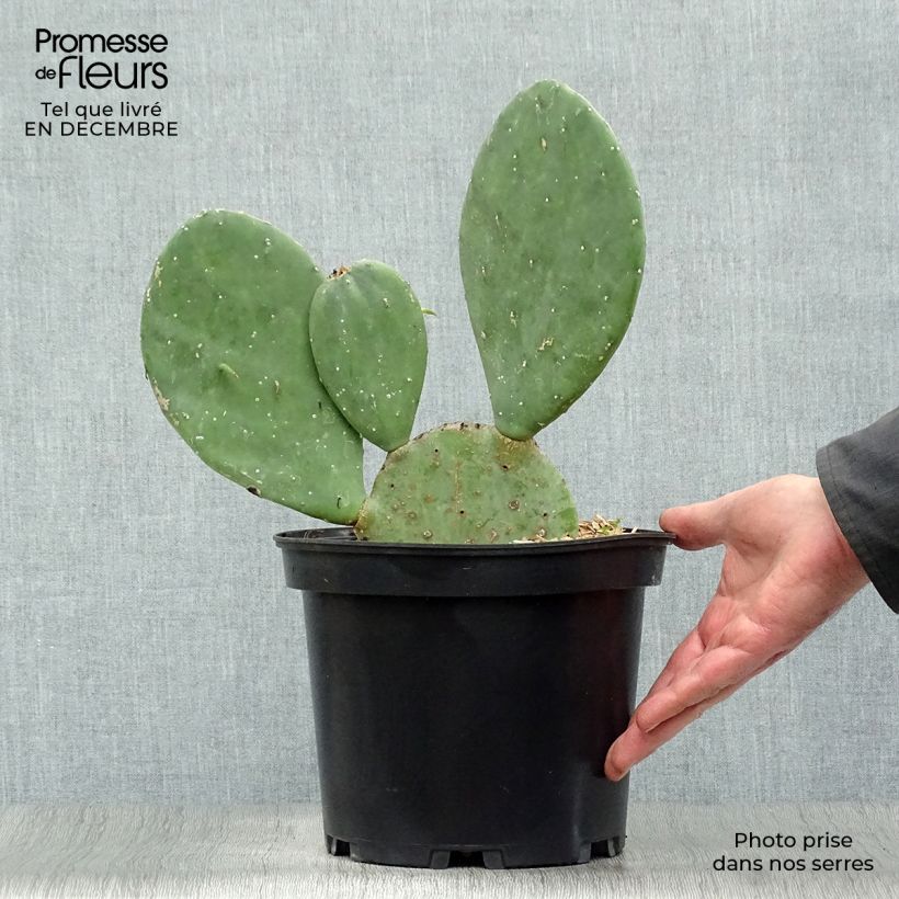 Opuntia cacanapa Ellisiana - Cactus raquette Pot de 4L/5L sample as delivered in winter