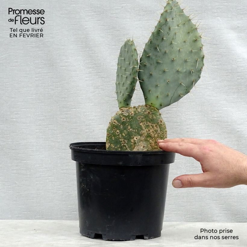 Opuntia dulcis - Cactus raquette Pot de 5L sample as delivered in winter