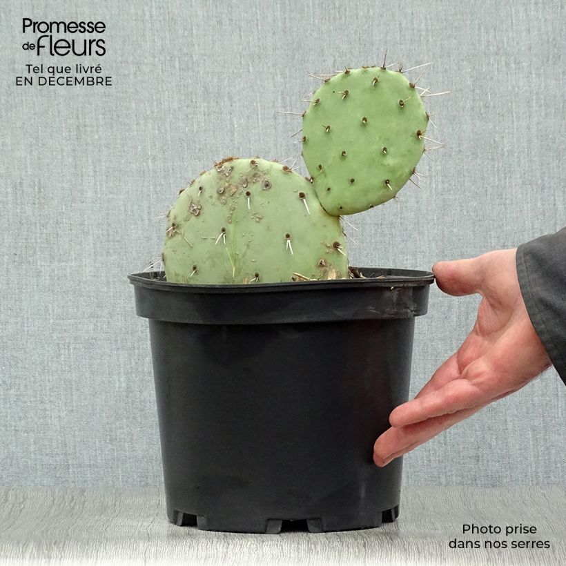 Opuntia engelmannii - Cactus raquette Pot de 4L/5L sample as delivered in winter