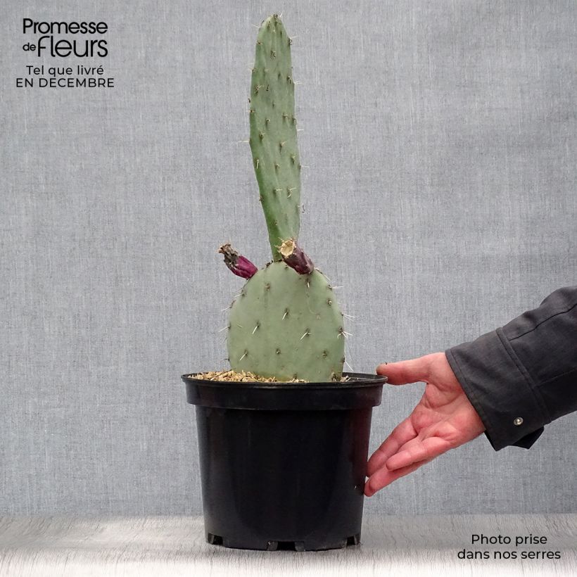 Opuntia gregoriana - Oponce Pot de 4L/5L sample as delivered in winter