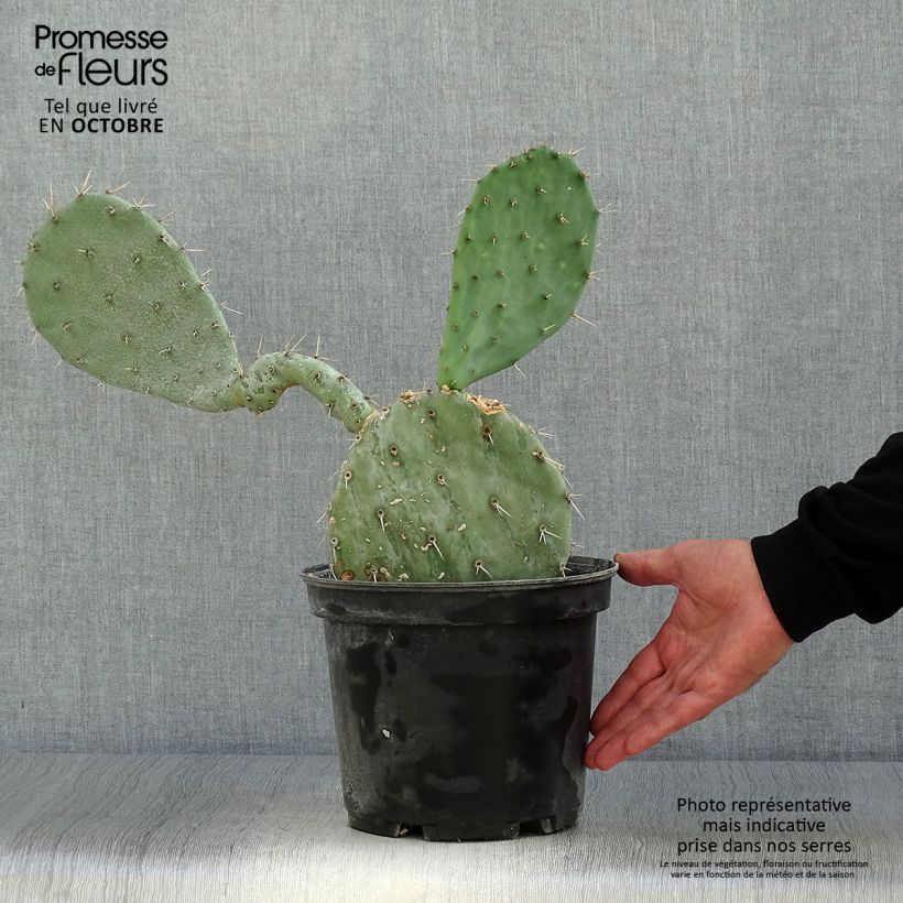 Opuntia gregoriana - Oponce Pot de 4L/5L sample as delivered in autumn