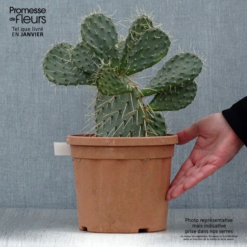 Opuntia howeyi - Cactus raquette Pot de 5L sample as delivered in winter