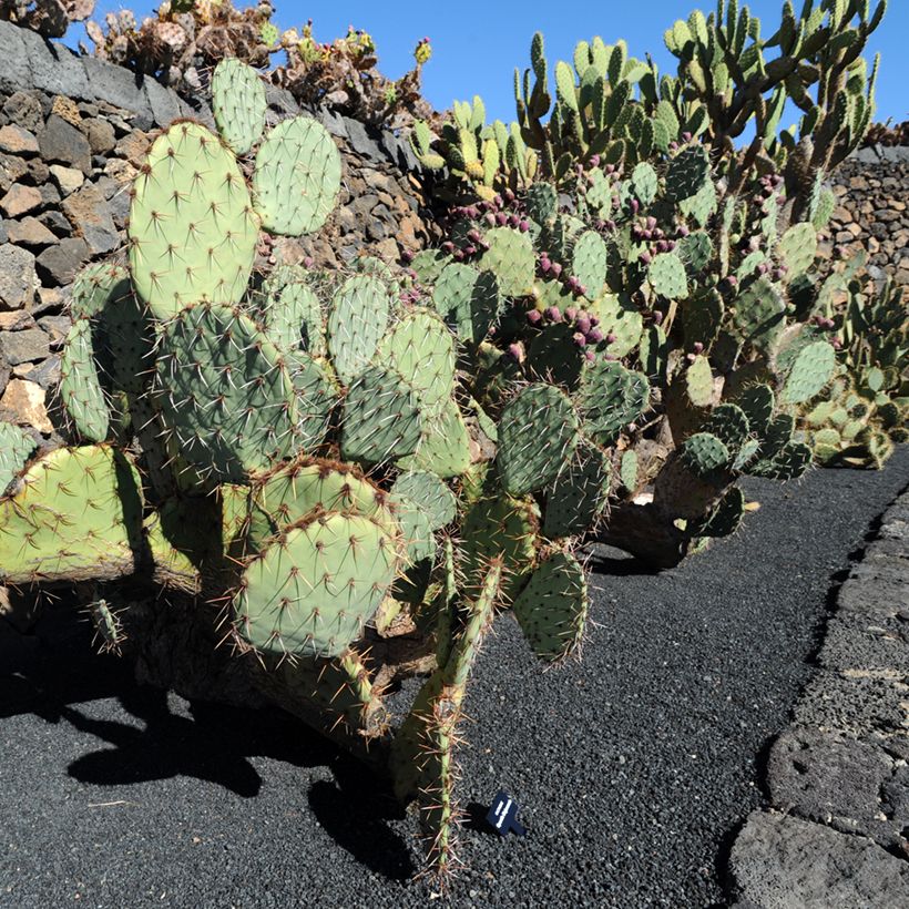 Opuntia phaeacantha Mojavensis - Prickly Pear (Plant habit)