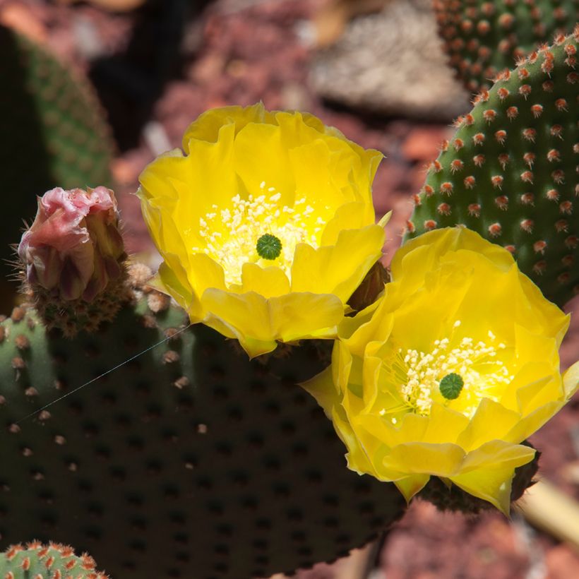 Opuntia rufida - Prickly Pear (Flowering)