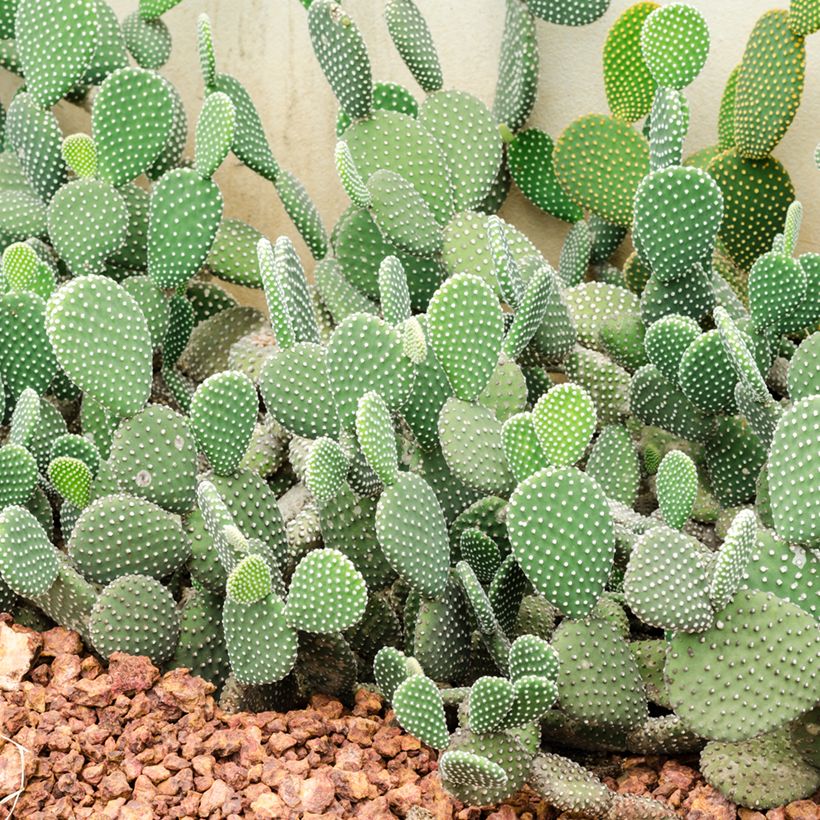 Opuntia rufida - Prickly Pear (Plant habit)