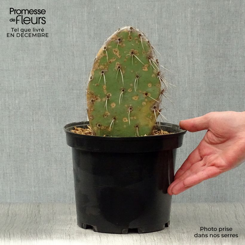 Opuntia sanguinicola - Cactus raquette Pot de 5L sample as delivered in winter