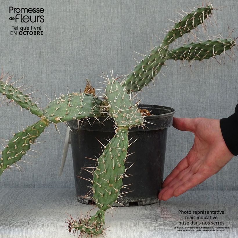 Opuntia sulfurea (sulphurea) - Cactus raquette Pot de 3L/4L sample as delivered in autumn