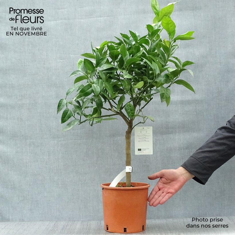 Oranger - Citrus Sinensis - Agrumes Pot de 4L/5L sample as delivered in autumn