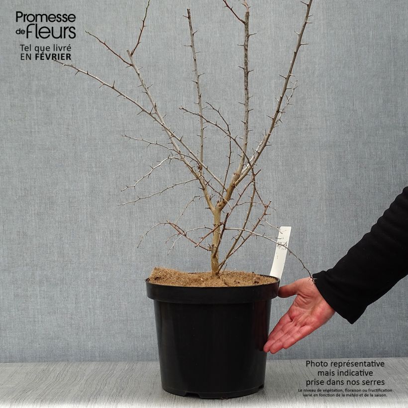 Oranger des Osages - Maclura pomifera Pot de 7,5L/10L sample as delivered in winter