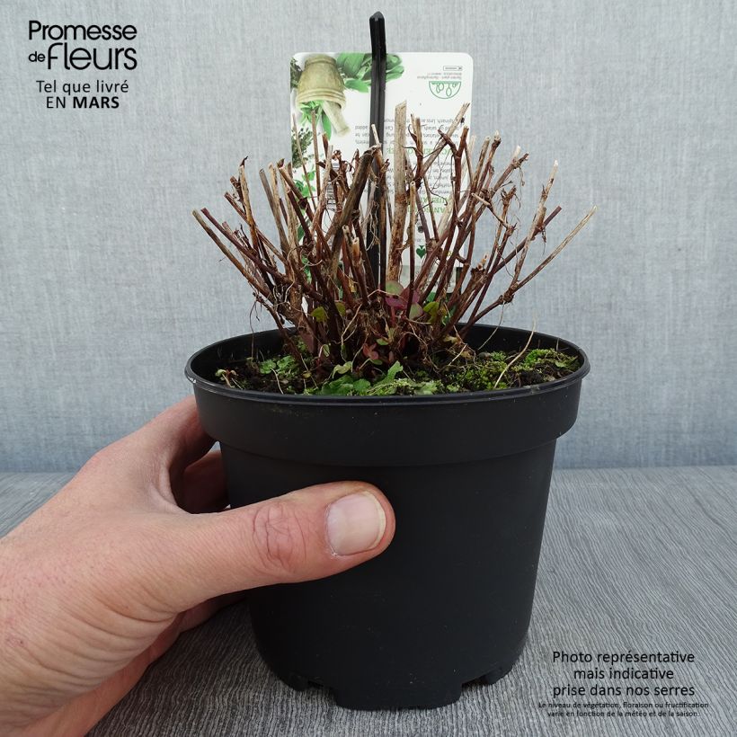 Oseille douce - Rumex scutatus en plants Pot de 1.5L/2L sample as delivered in winter