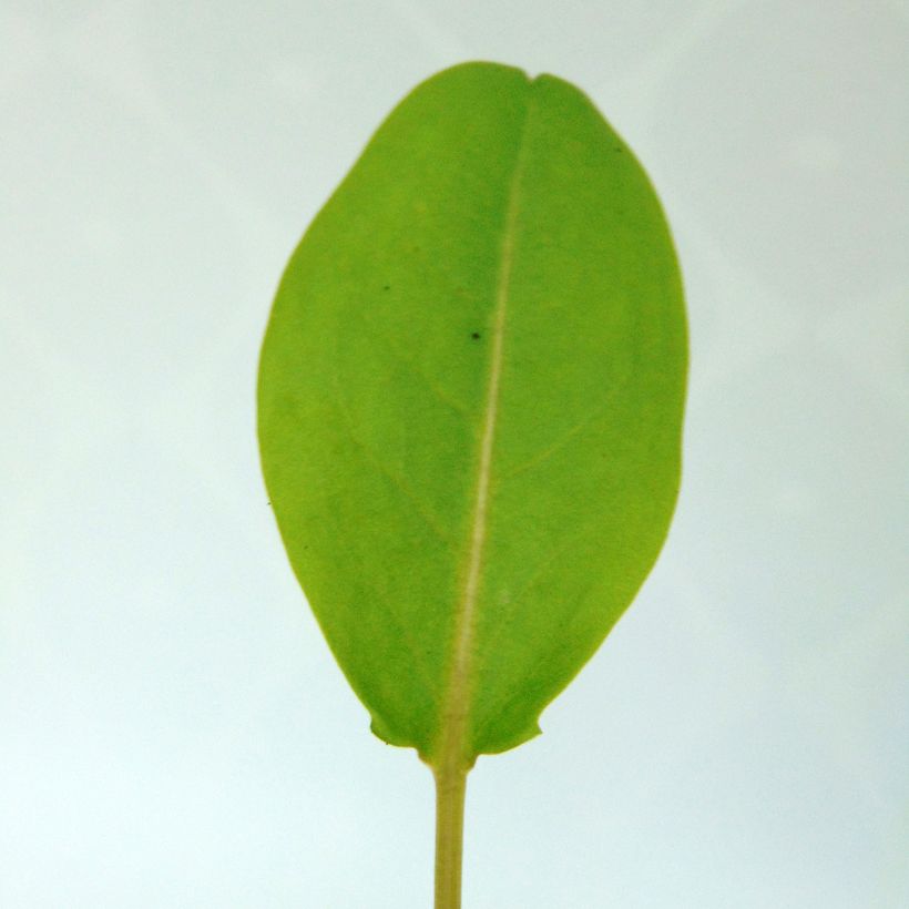 Rumex arifolius (Foliage)