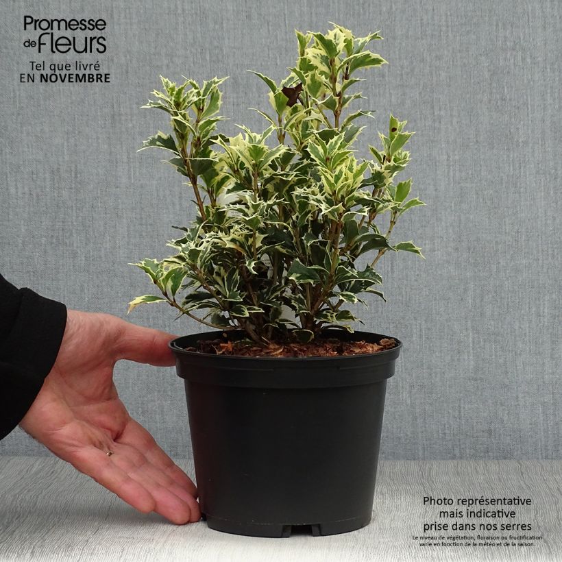 Osmanthus heterophyllus Variegatus - Osmanthe panaché en pot de 2L/3L sample as delivered in autumn