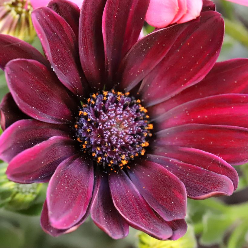 Osteospermum Dalina Red Dark - Cape Daisy (Flowering)