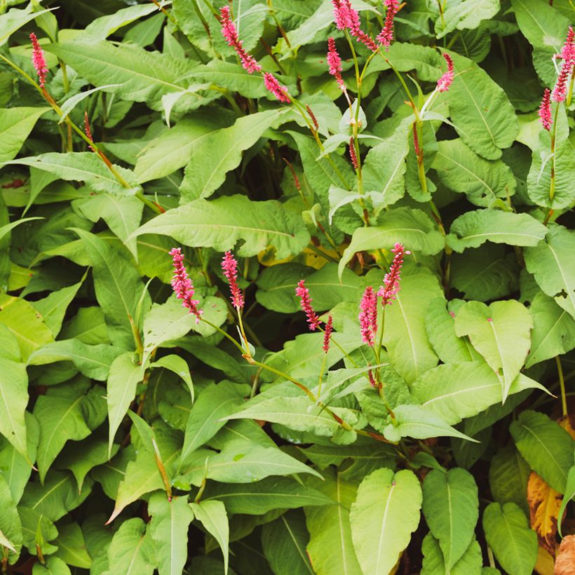 Persicaria amplexicaulis Amethyst Summer (Foliage)