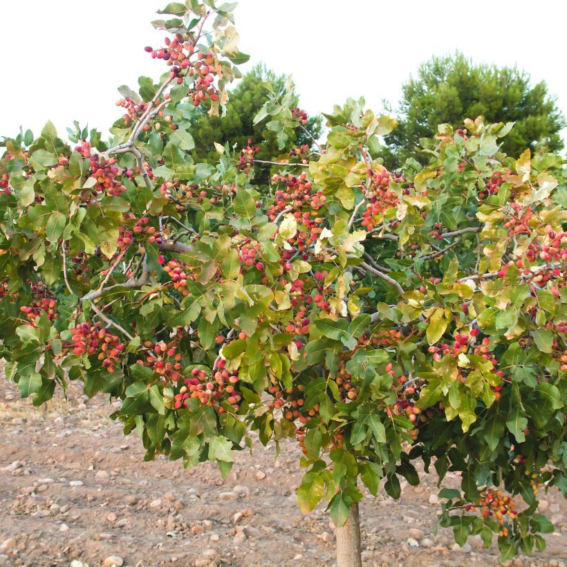 Pistacia vera Kerman (Plant habit)