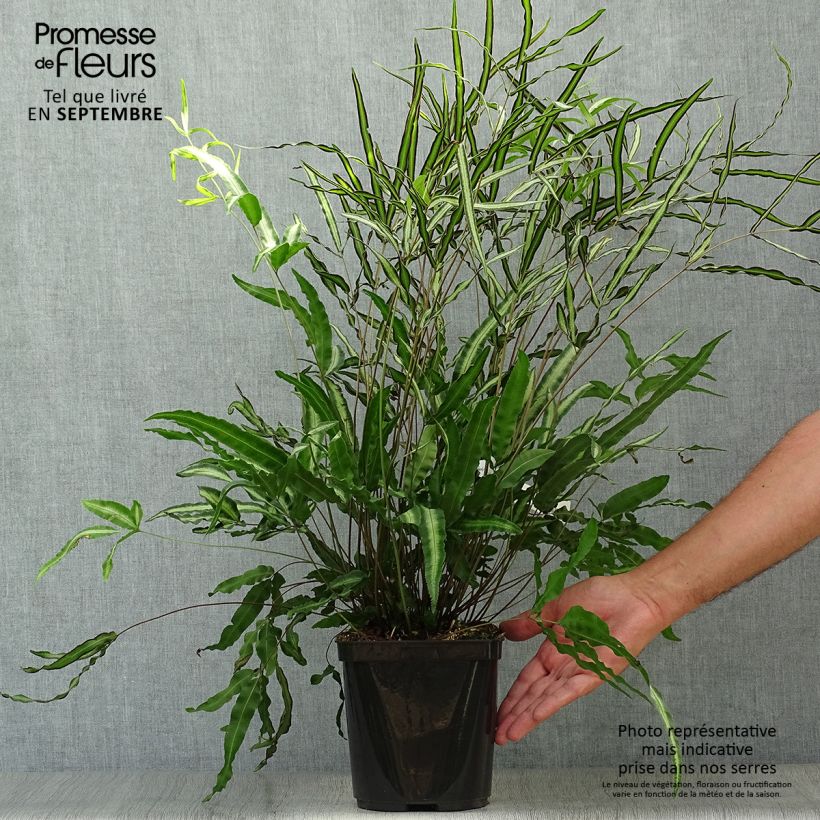 Pteris nipponica - Fougère Pot de 3L/4L sample as delivered in autumn