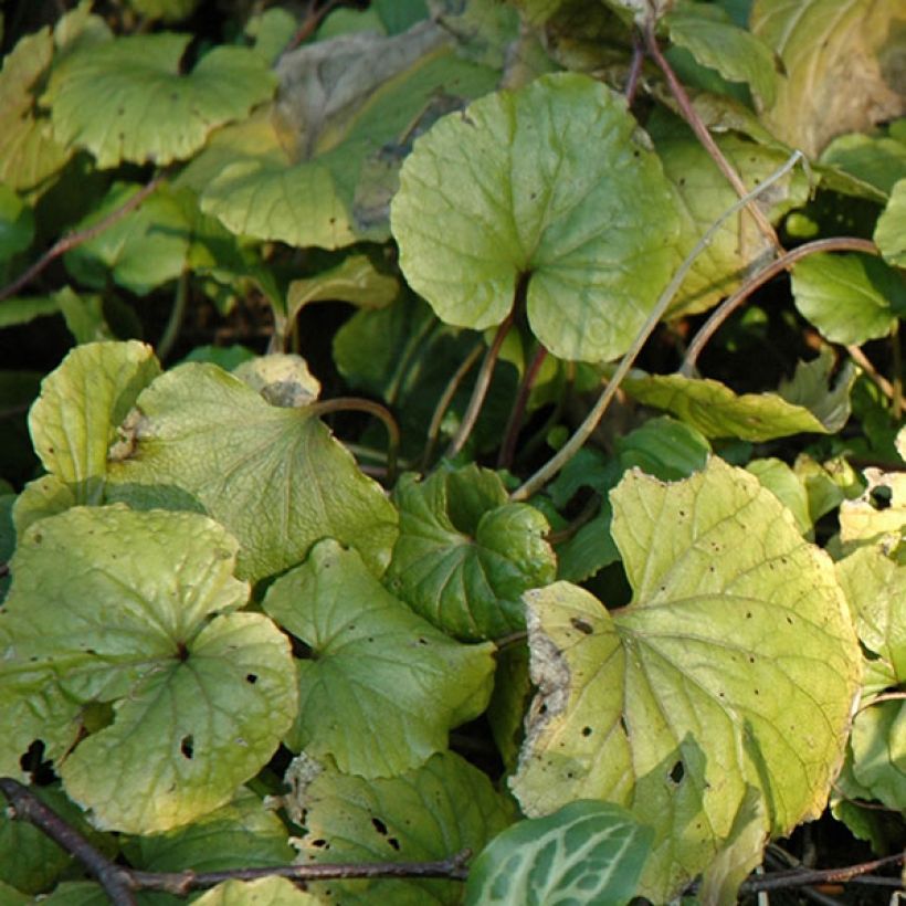 Pachyphragma macrophyllum (Foliage)