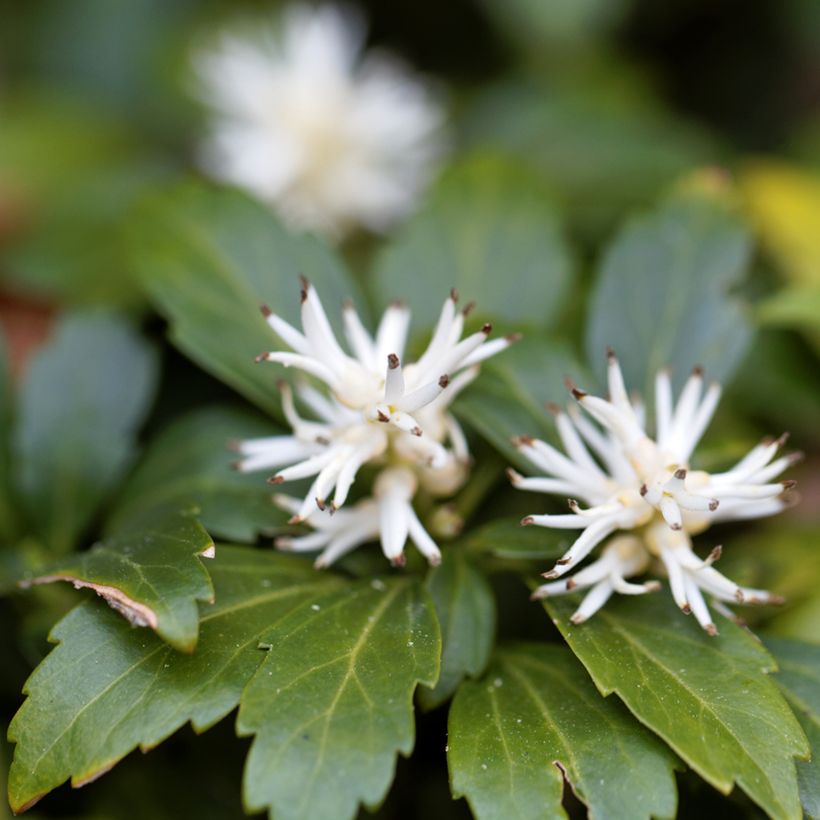 Pachysandra terminalis Green Carpet - Japanese Spurge (Flowering)